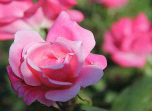 pink roses for integrative wellness coaching