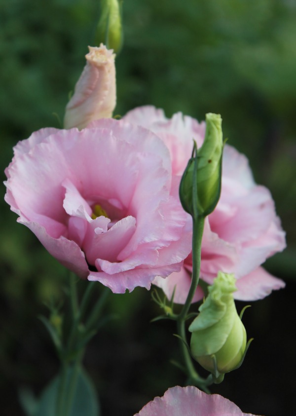 pink rose bud and blossoming rose